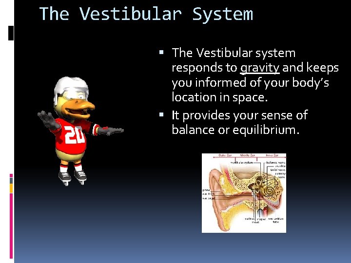 The Vestibular System The Vestibular system responds to gravity and keeps you informed of