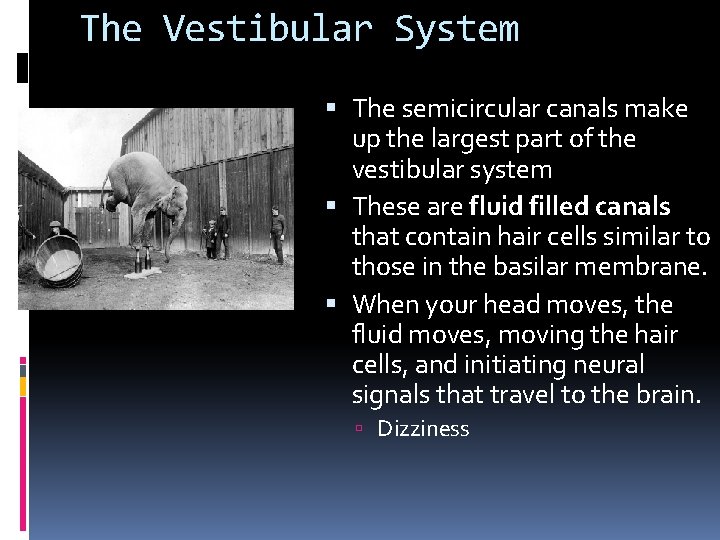 The Vestibular System The semicircular canals make up the largest part of the vestibular