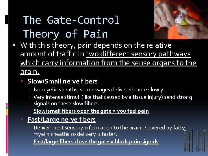 The Gate-Control Theory of Pain With this theory, pain depends on the relative amount