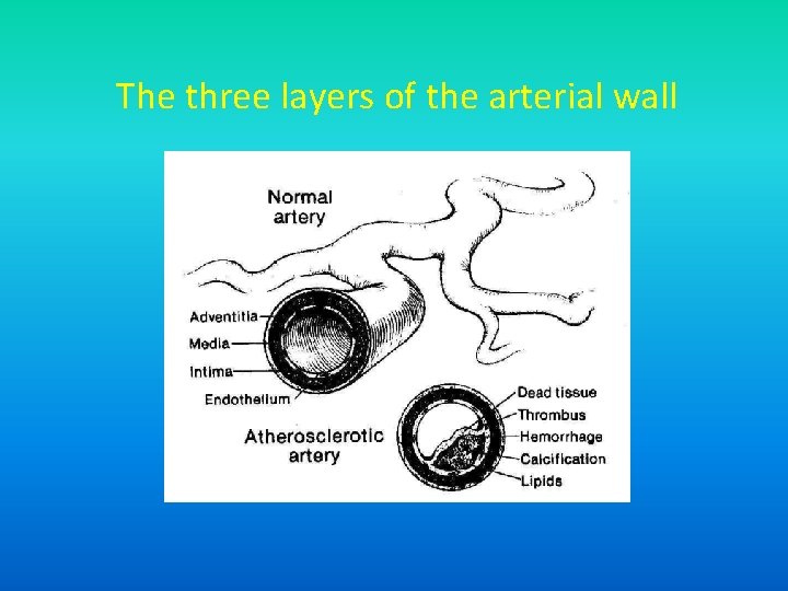 The three layers of the arterial wall 