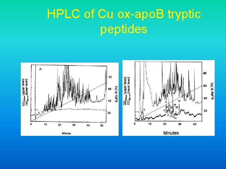 HPLC of Cu ox-apo. B tryptic peptides 