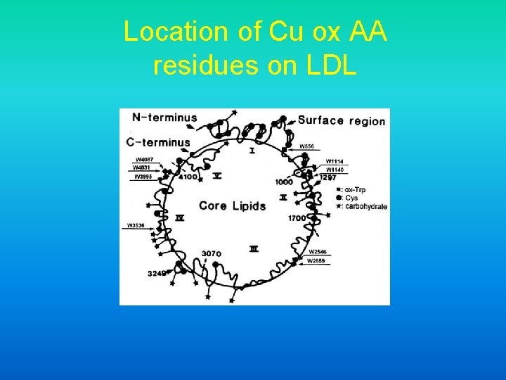 Location of Cu ox AA residues on LDL 