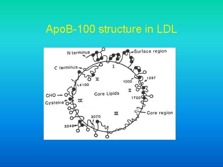 Apo. B-100 structure in LDL 