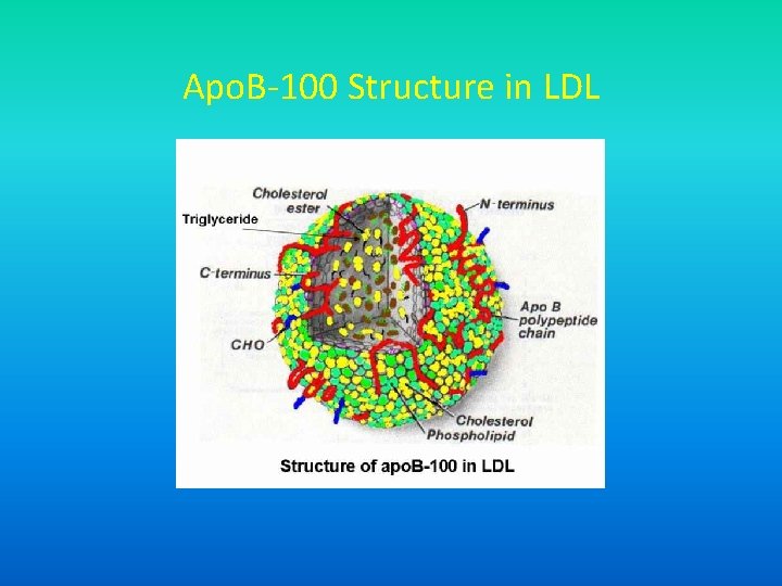 Apo. B-100 Structure in LDL 