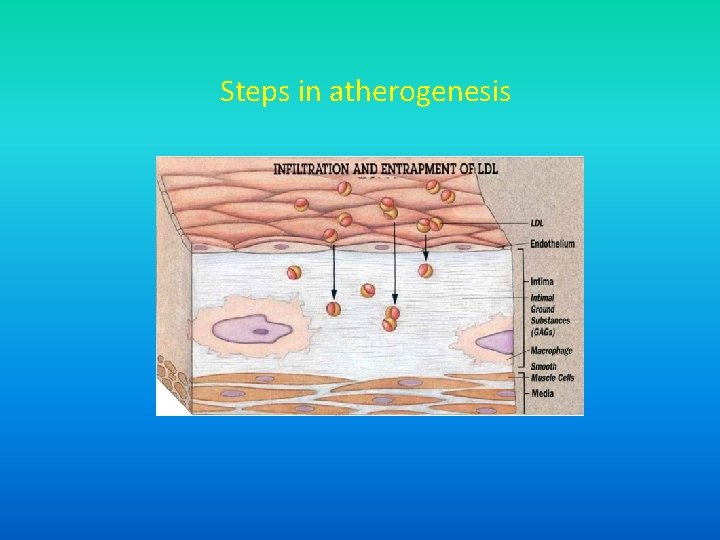 Steps in atherogenesis 
