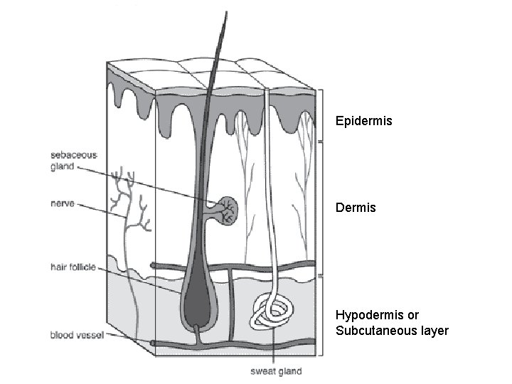 Epidermis Dermis Hypodermis or Subcutaneous layer 