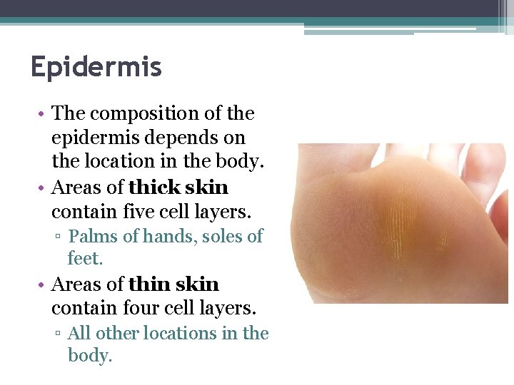 Epidermis • The composition of the epidermis depends on the location in the body.