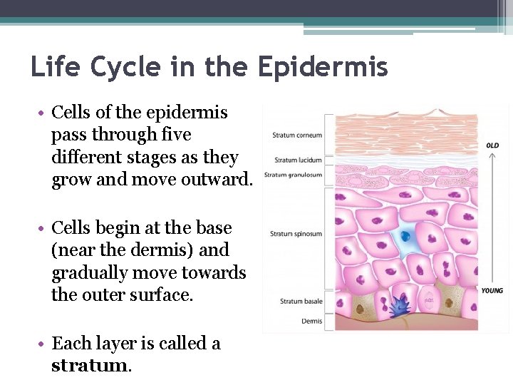 Life Cycle in the Epidermis • Cells of the epidermis pass through five different