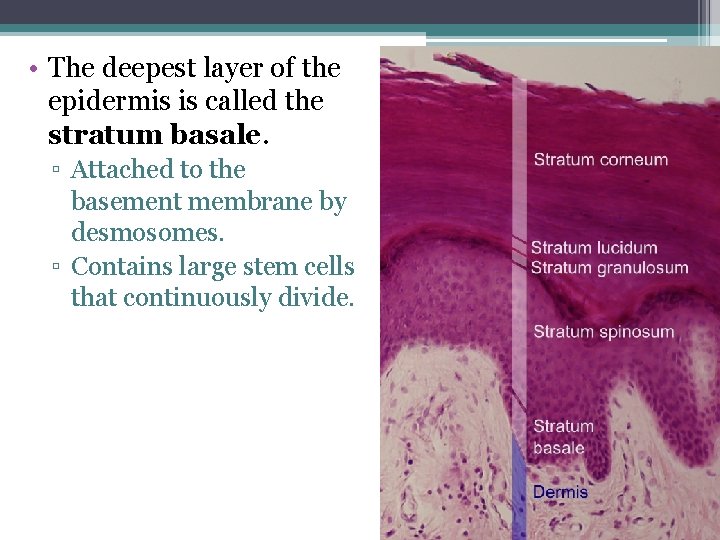  • The deepest layer of the epidermis is called the stratum basale. ▫