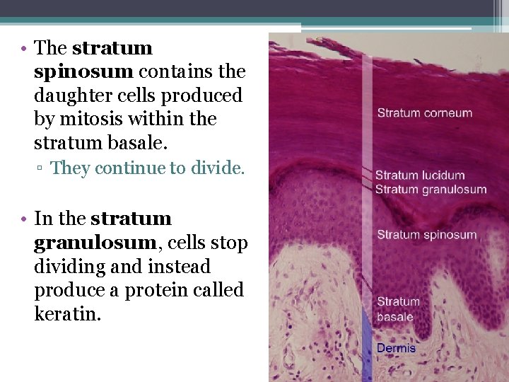  • The stratum spinosum contains the daughter cells produced by mitosis within the