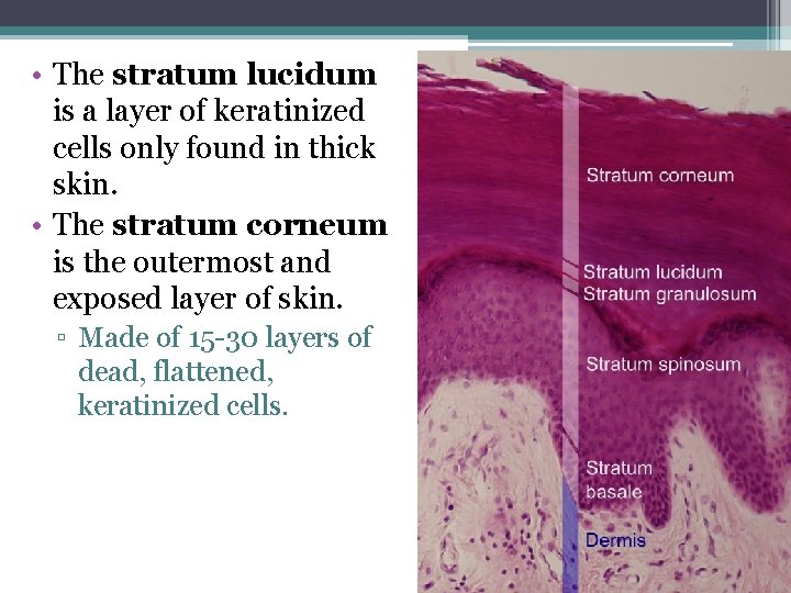  • The stratum lucidum is a layer of keratinized cells only found in