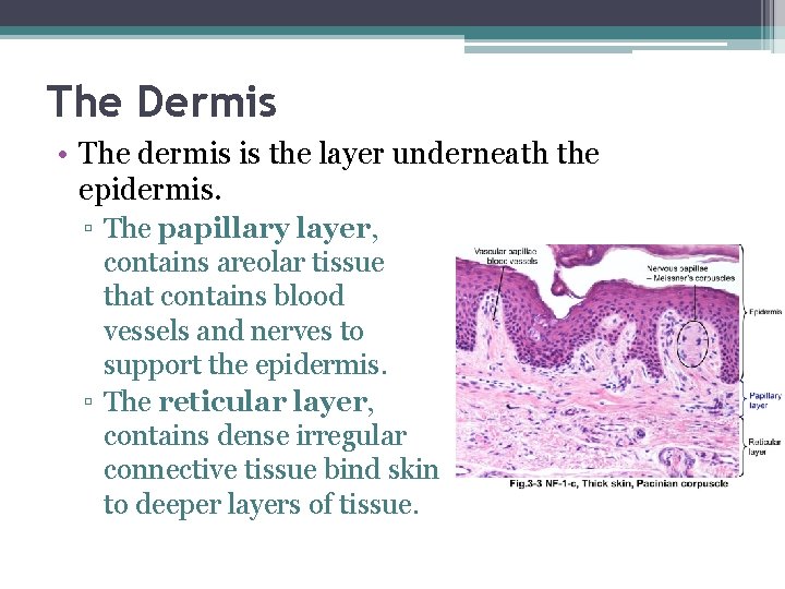 The Dermis • The dermis is the layer underneath the epidermis. ▫ The papillary