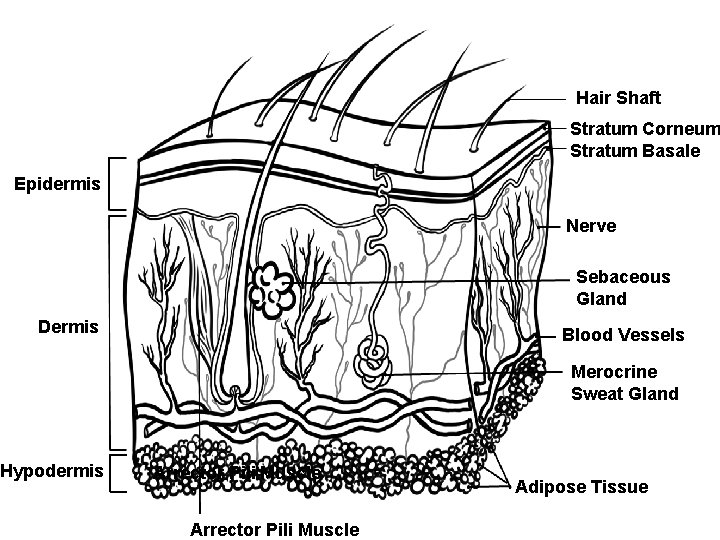 Hair Shaft Stratum Corneum Stratum Basale Epidermis Nerve Sebaceous Gland Dermis Hypodermis Blood Vessels