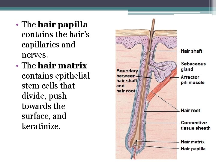  • The hair papilla contains the hair’s capillaries and nerves. • The hair