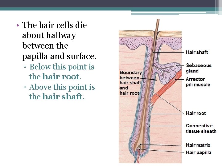  • The hair cells die about halfway between the papilla and surface. ▫