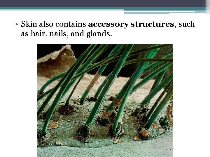  • Skin also contains accessory structures, such as hair, nails, and glands. 