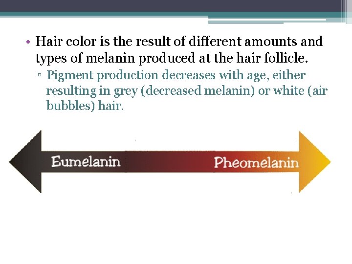  • Hair color is the result of different amounts and types of melanin