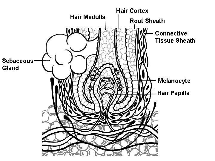 Hair Medulla Hair Cortex Root Sheath Connective Tissue Sheath Sebaceous Gland Melanocyte Hair Papilla