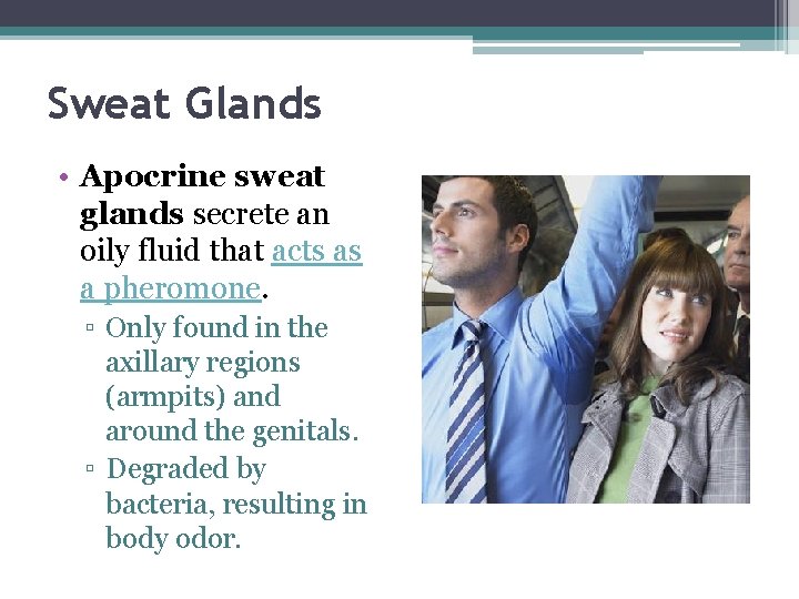 Sweat Glands • Apocrine sweat glands secrete an oily fluid that acts as a