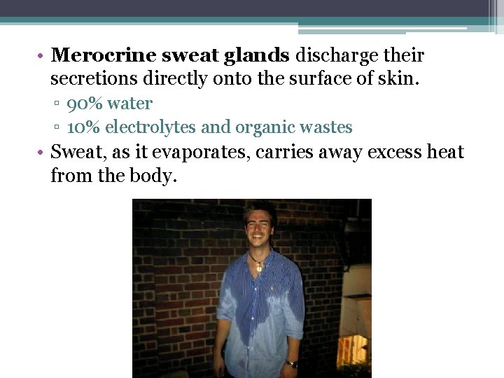  • Merocrine sweat glands discharge their secretions directly onto the surface of skin.