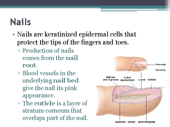 Nails • Nails are keratinized epidermal cells that protect the tips of the fingers