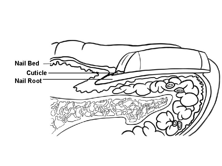 Nail Bed Cuticle Nail Root 