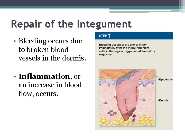 Repair of the Integument • Bleeding occurs due to broken blood vessels in the