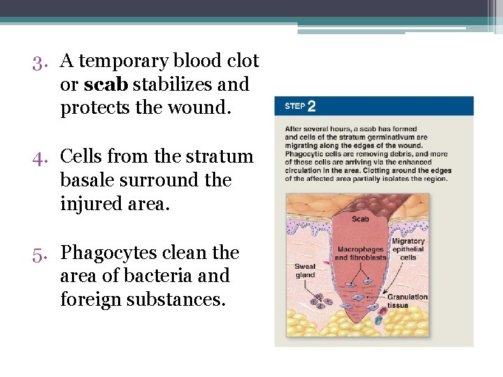 3. A temporary blood clot or scab stabilizes and protects the wound. 4. Cells