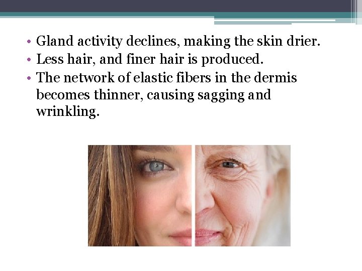  • Gland activity declines, making the skin drier. • Less hair, and finer