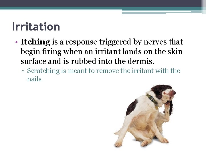 Irritation • Itching is a response triggered by nerves that begin firing when an