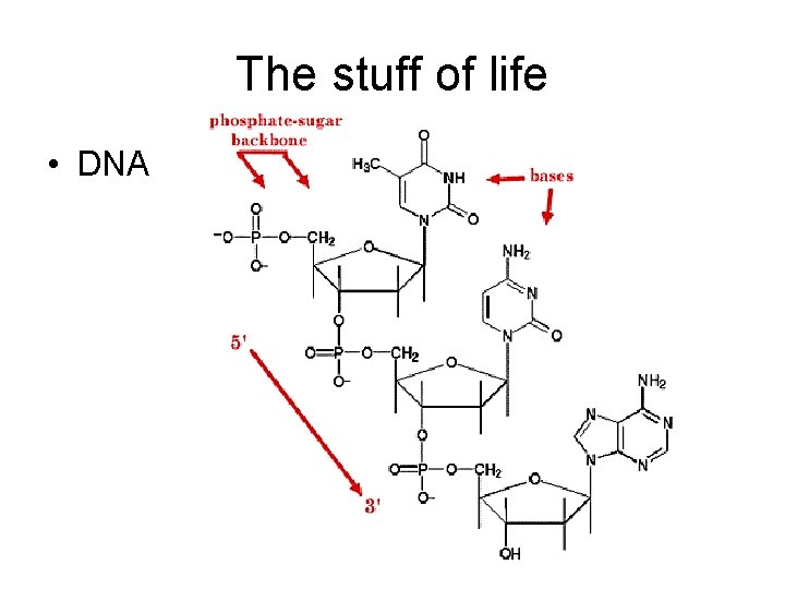 The stuff of life • DNA 