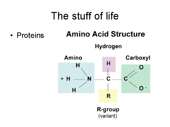 The stuff of life • Proteins 