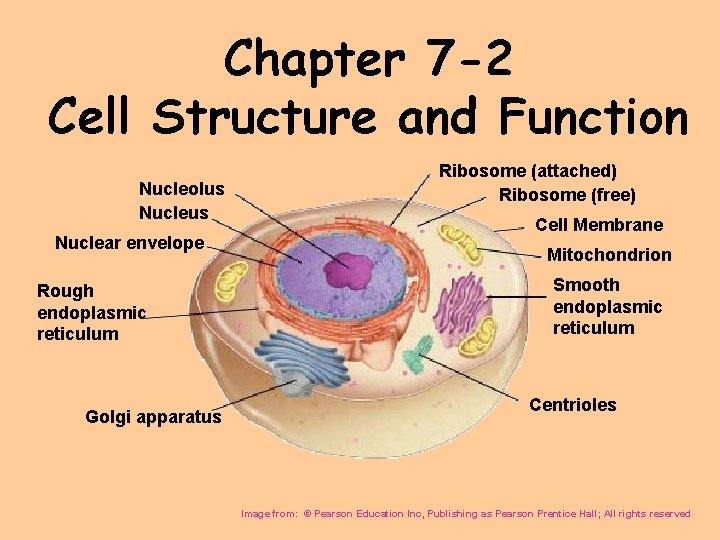 Chapter 7 -2 Cell Structure and Function Nucleolus Nuclear envelope Rough endoplasmic reticulum Golgi