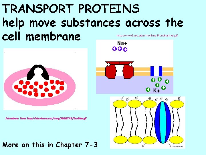 TRANSPORT PROTEINS help move substances across the cell membrane http: //www 2. uic. edu/~myilma