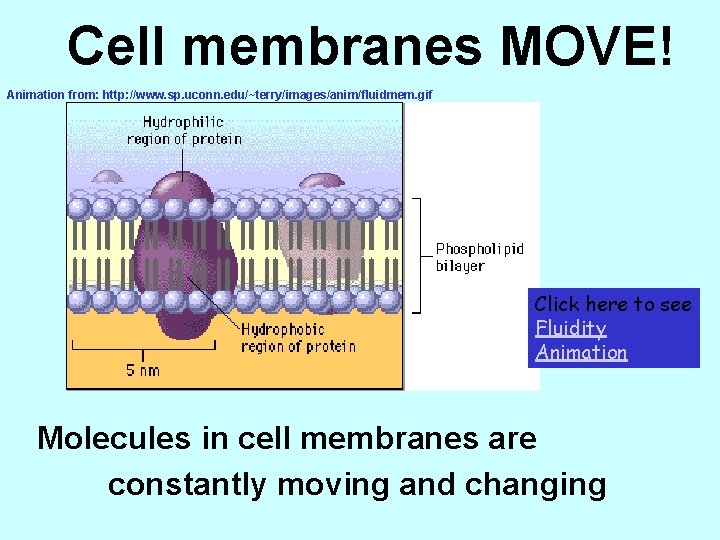 Cell membranes MOVE! Animation from: http: //www. sp. uconn. edu/~terry/images/anim/fluidmem. gif Click here to