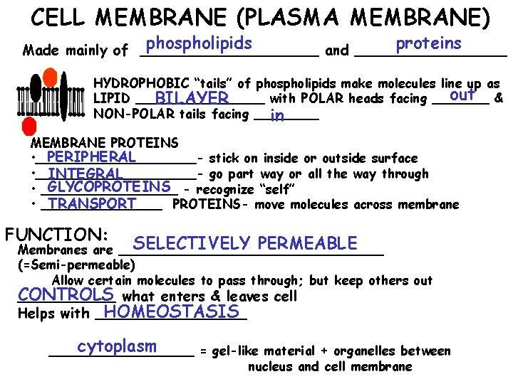 CELL MEMBRANE (PLASMA MEMBRANE) phospholipids proteins Made mainly of __________ and _________ HYDROPHOBIC “tails”