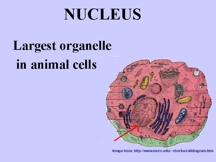 NUCLEUS Largest organelle in animal cells Image from: http: //www. mccc. edu/~chorba/celldiagram. htm 