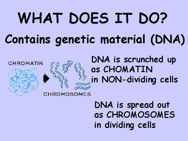 WHAT DOES IT DO? Contains genetic material (DNA) DNA is scrunched up as CHOMATIN