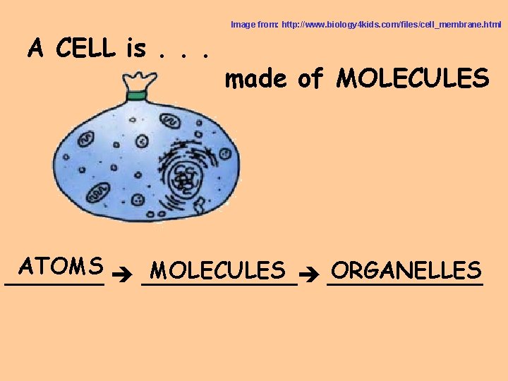 A CELL is. . . Image from: http: //www. biology 4 kids. com/files/cell_membrane. html