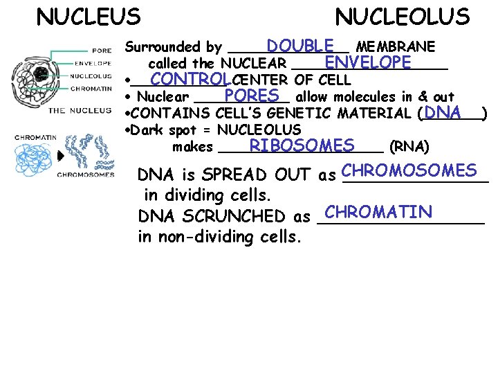 NUCLEUS NUCLEOLUS Surrounded by _______ DOUBLE MEMBRANE called the NUCLEAR _________ ENVELOPE ______ CONTROL