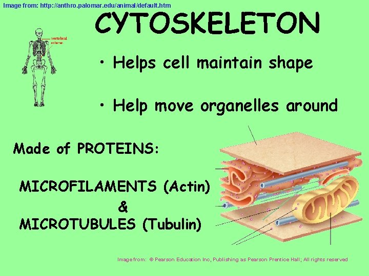 CYTOSKELETON Image from: http: //anthro. palomar. edu/animal/default. htm • Helps cell maintain shape •