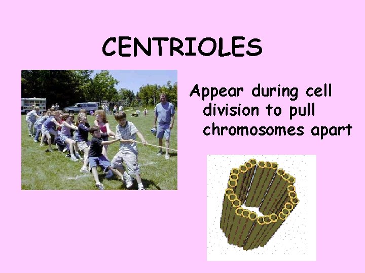 CENTRIOLES Appear during cell division to pull chromosomes apart 