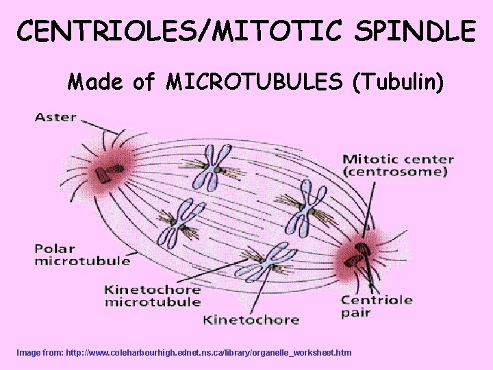 CENTRIOLES/MITOTIC SPINDLE Made of MICROTUBULES (Tubulin) Image from: http: //www. coleharbourhigh. ednet. ns. ca/library/organelle_worksheet.