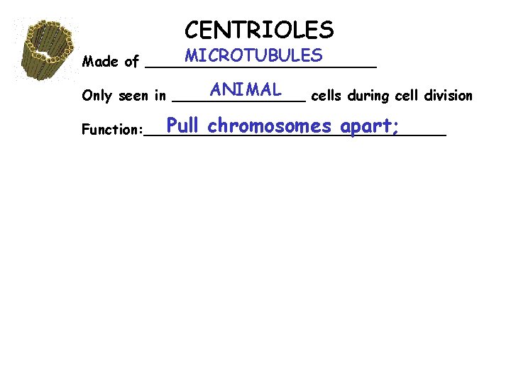 CENTRIOLES MICROTUBULES Made of _____________ ANIMAL Only seen in ________ cells during cell division