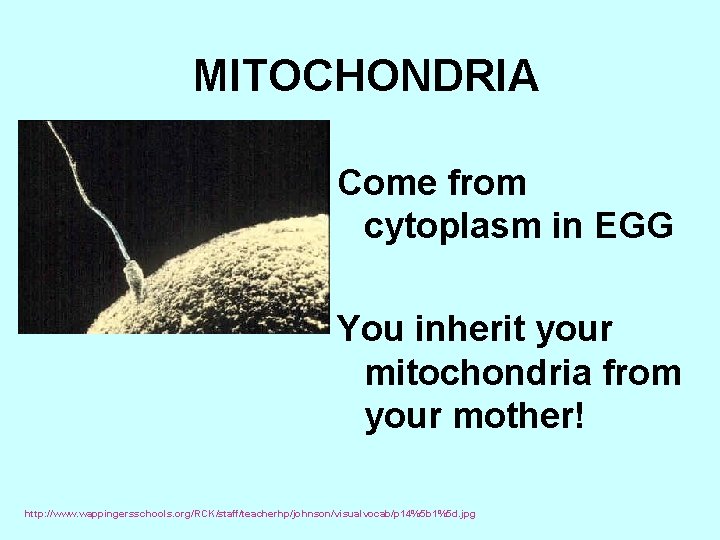 MITOCHONDRIA Come from cytoplasm in EGG You inherit your mitochondria from your mother! http: