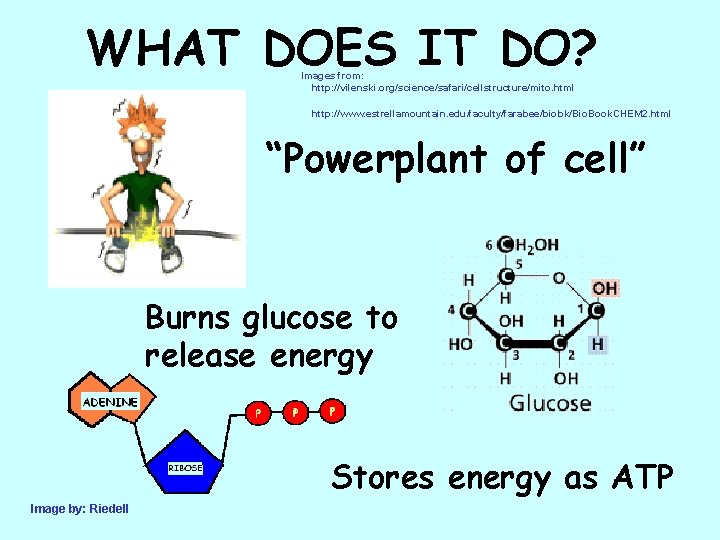 WHAT DOES IT DO? Images from: http: //vilenski. org/science/safari/cellstructure/mito. html http: //www. estrellamountain. edu/faculty/farabee/biobk/Bio.