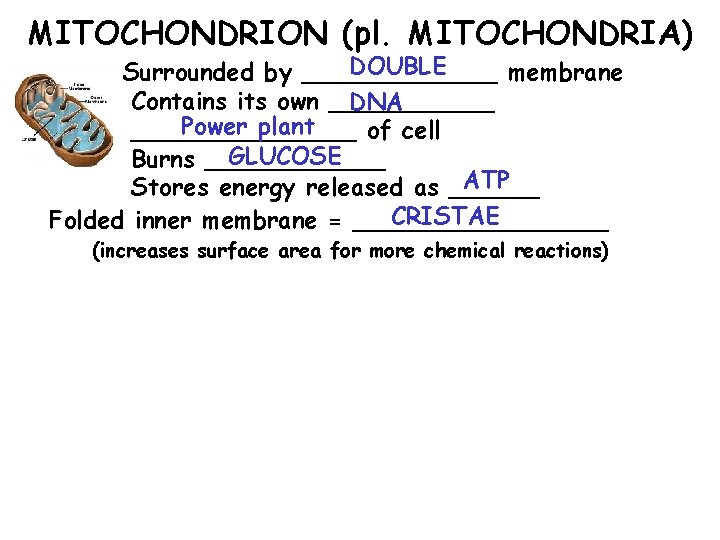 MITOCHONDRION (pl. MITOCHONDRIA) DOUBLE Surrounded by _______ membrane Contains its own ______ DNA Power