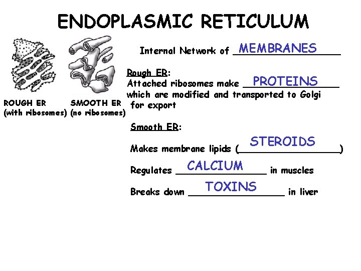 ENDOPLASMIC RETICULUM MEMBRANES Internal Network of __________ Rough ER: PROTEINS Attached ribosomes make _________
