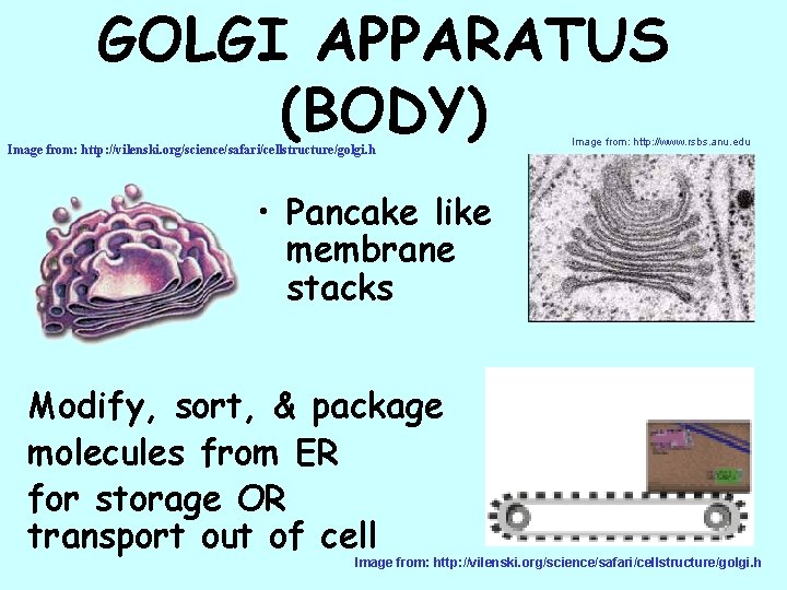 GOLGI APPARATUS (BODY) Image from: http: //vilenski. org/science/safari/cellstructure/golgi. h Image from: http: //www. rsbs.