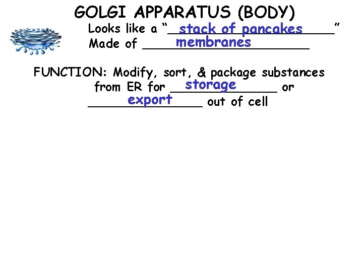 GOLGI APPARATUS (BODY) Looks like a “___________” stack of pancakes membranes Made of ___________